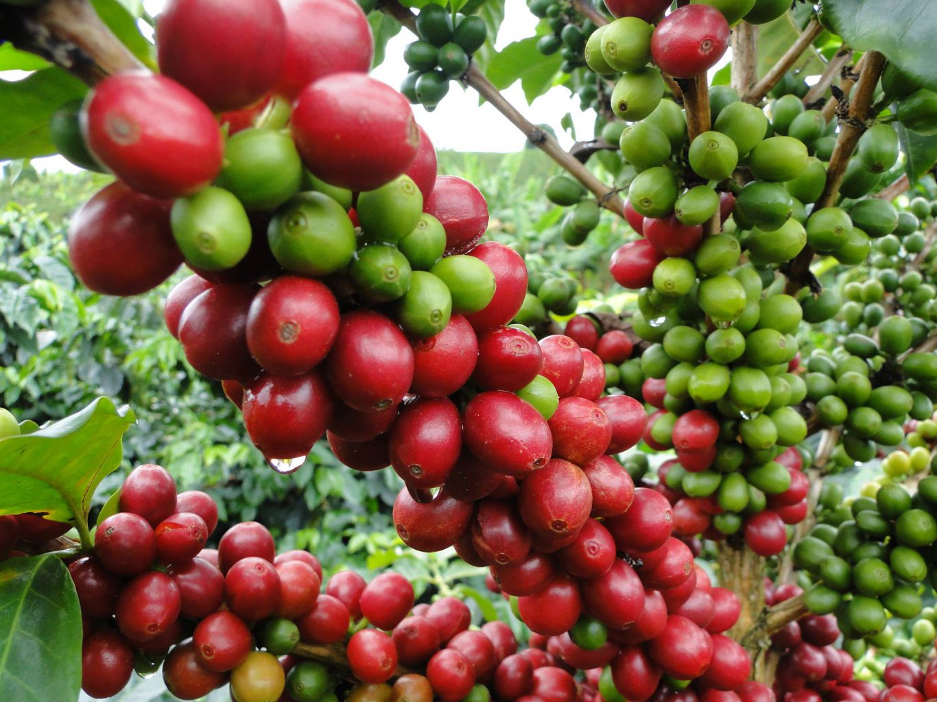 Caen los precios del café en plena cosecha: ¿una señal de alerta para los productores latinoamericanos?