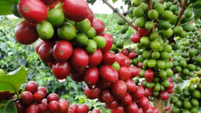 Caen los precios del café en plena cosecha: ¿una señal de alerta para los productores latinoamericanos?