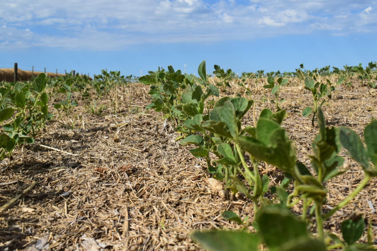 EE.UU. estrena el monitoreo 2025 de soja con buenas señales: el 67% del cultivo está en estado óptimo