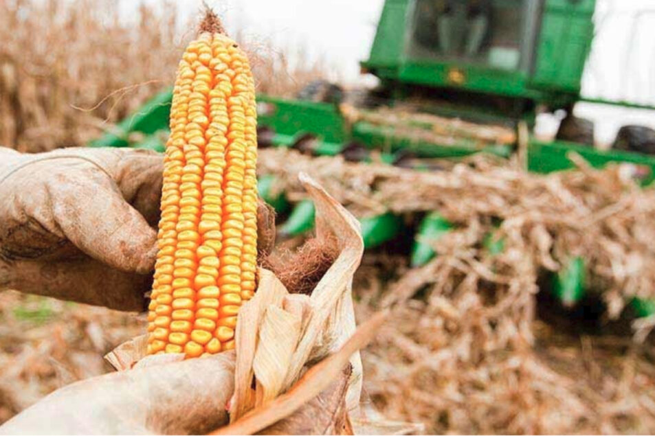 ¿Se viene el gran despegue del maíz? El mercado espera señales del clima
