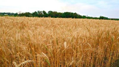 Mientras Argentina se estanca, Paraguay acelera: exportaciones agrícolas en alza y mercados clave ganados