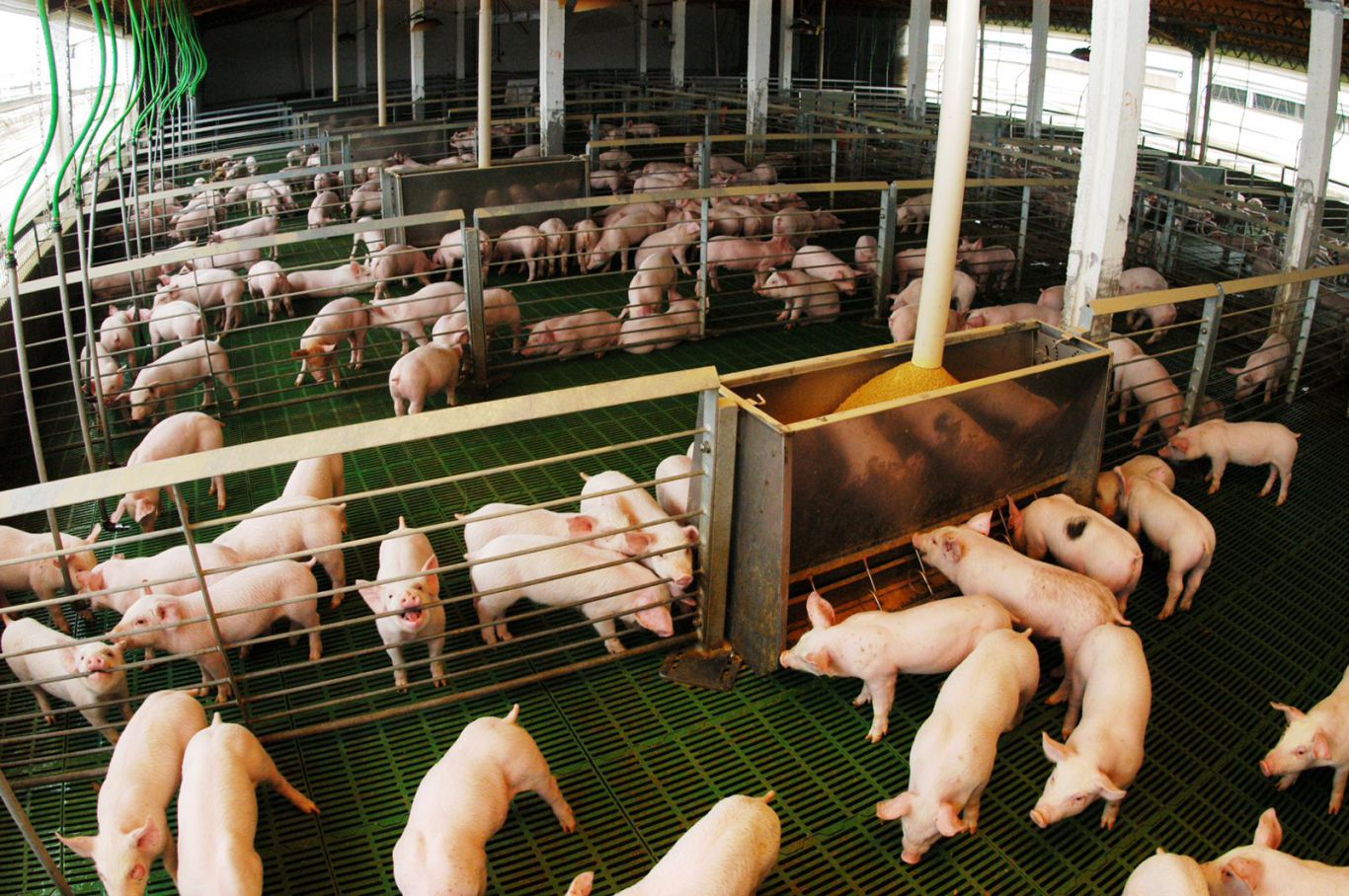 El Gobierno Nacional presentó un sistema de garantías para potenciar créditos al sector porcino