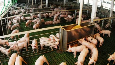 El Gobierno Nacional presentó un sistema de garantías para potenciar créditos al sector porcino