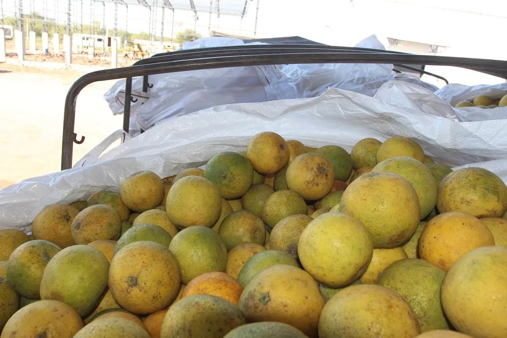 Argentina recibe el primer envío de pomelo paraguayo para industrialización
