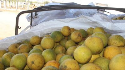 Argentina recibe el primer envío de pomelo paraguayo para industrialización