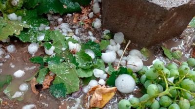 Emergencia agrícola en San Juan: 17 departamentos con pérdidas de hasta el 100%