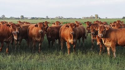 Novillo Mercosur: Argentina cae, Uruguay lidera y EE.UU. rompe récords