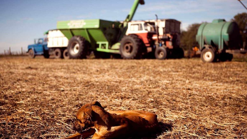 Argentina toma deuda cara mientras el agro sostiene al dlar: cunto aguanta el campo?