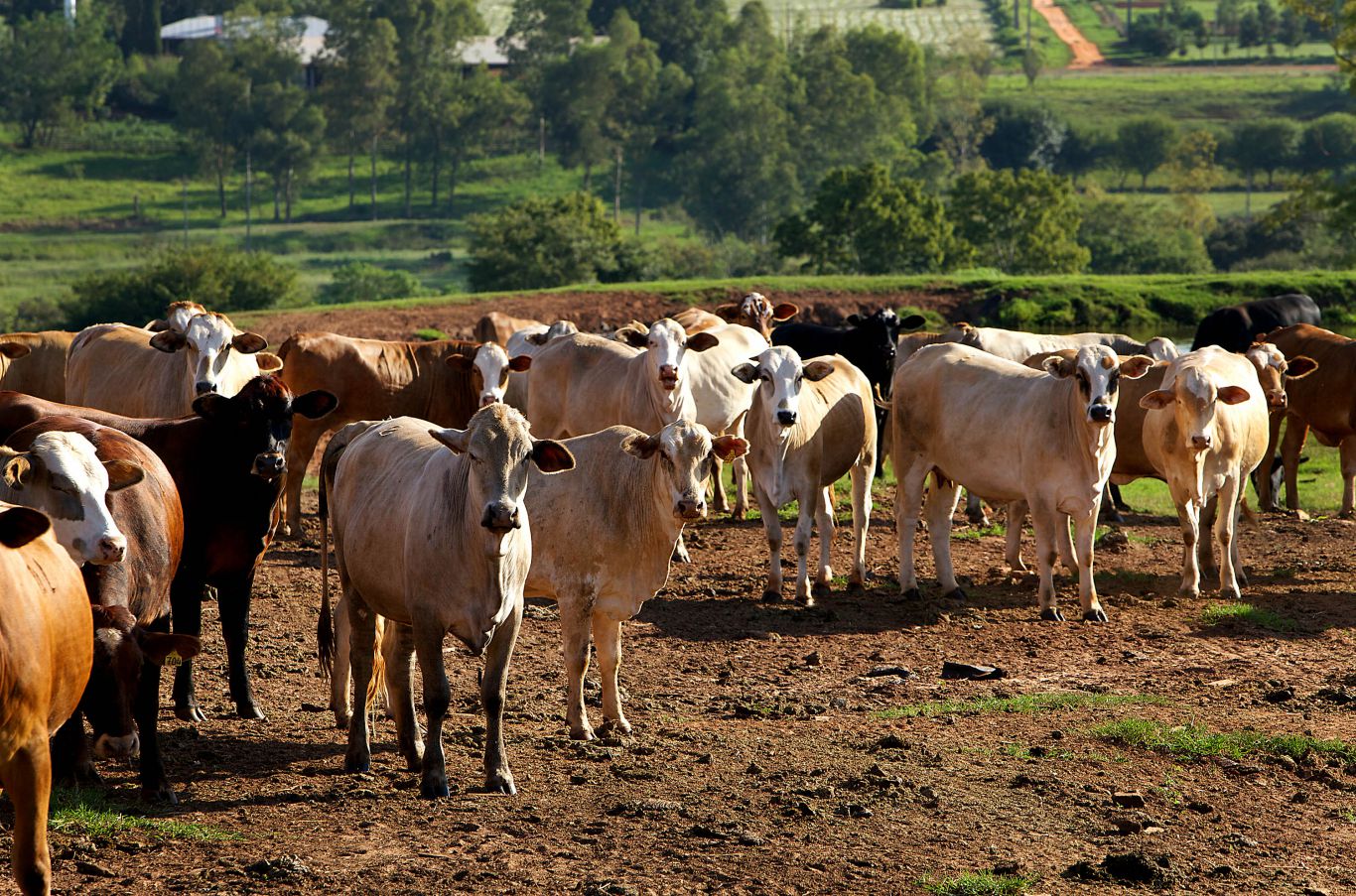 Ganadería Paraguaya: Márgenes Positivos en Hembras y Desafíos para el Stock