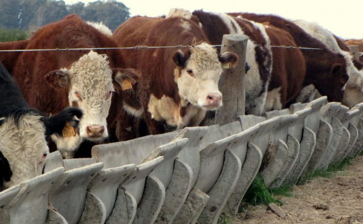 ¿Veterinario en cada campo? La clave uruguaya para frenar brucelosis y garrapata