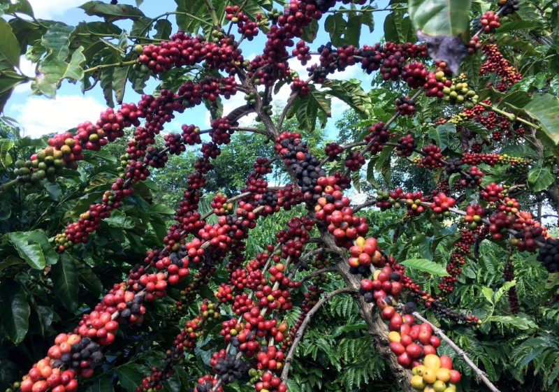 Arabica en jaque: productores del Cerrado Mineiro prueban Conilon por el cambio climático