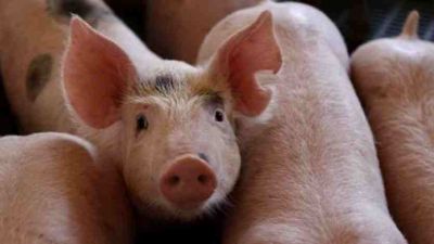Cerdo argentino: un motor silencioso que alimenta, innova y genera empleo