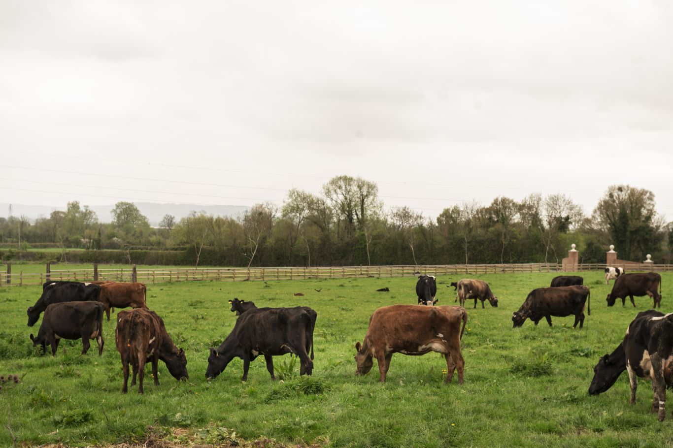 ¿Veterinario en cada campo? La clave uruguaya para frenar brucelosis y garrapata