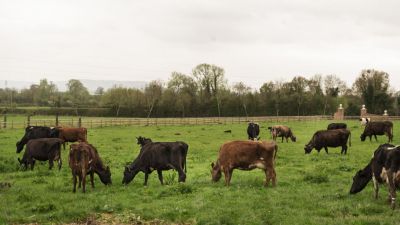 ¿Veterinario en cada campo? La clave uruguaya para frenar brucelosis y garrapata