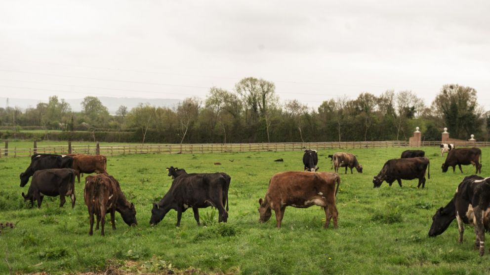 Veterinario en cada campo? La clave uruguaya para frenar brucelosis y garrapata