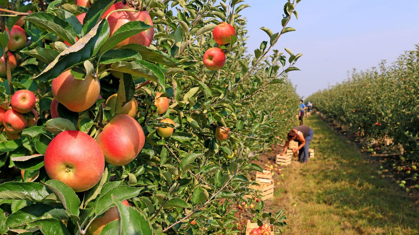 Manzana Chilena: Recuperación y Consolidación en Mercados Latinoamericanos