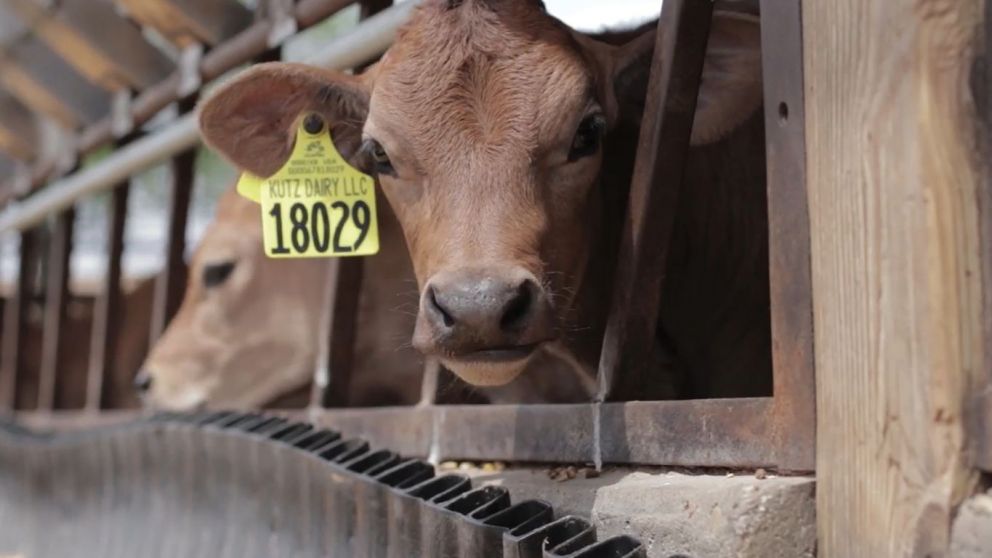 BRD Breakthrough: Could These 7 Farm Practices Change Calf Health Forever?