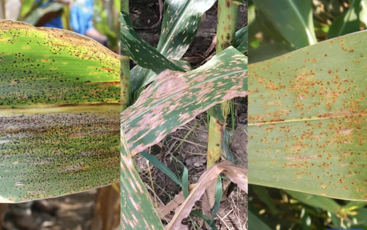 Wet, Disease-Prone Corn Fields Threaten Yield: Farmers on Edge