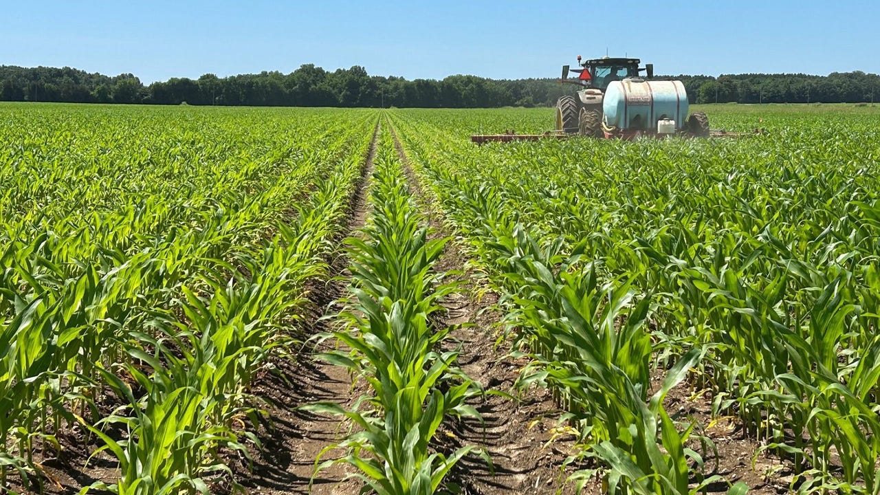 Wet, Disease-Prone Corn Fields Threaten Yield: Farmers on Edge