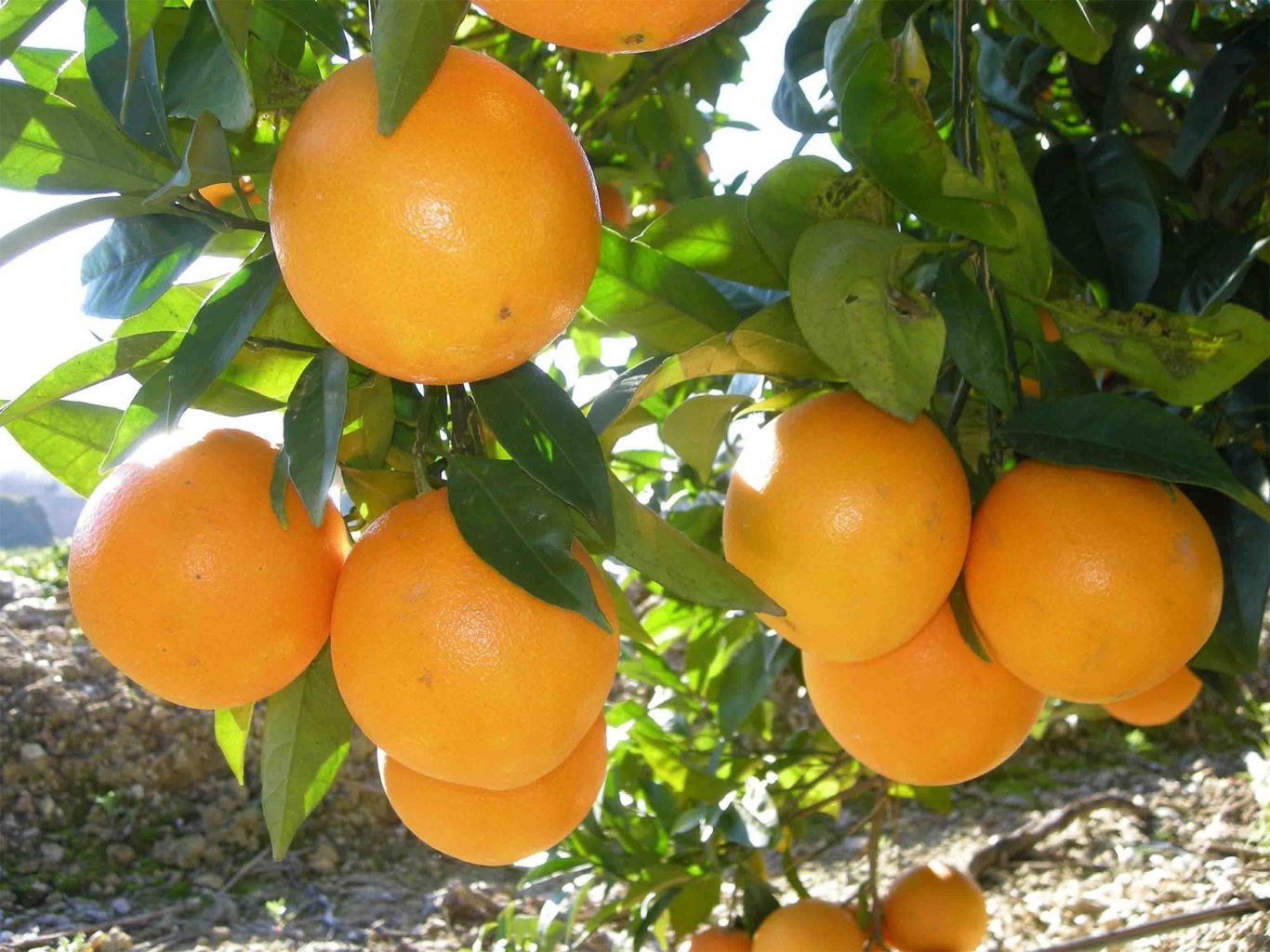 Naranja Brasil: sorprenden variedades precoces que prometen revolución citrícola