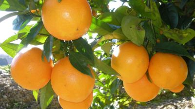 Naranja Brasil: sorprenden variedades precoces que prometen revolución citrícola