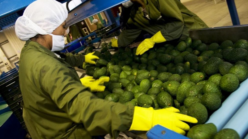 Agroexportaciones Peruanas: Crecimiento slido pese a los desafos del 2025