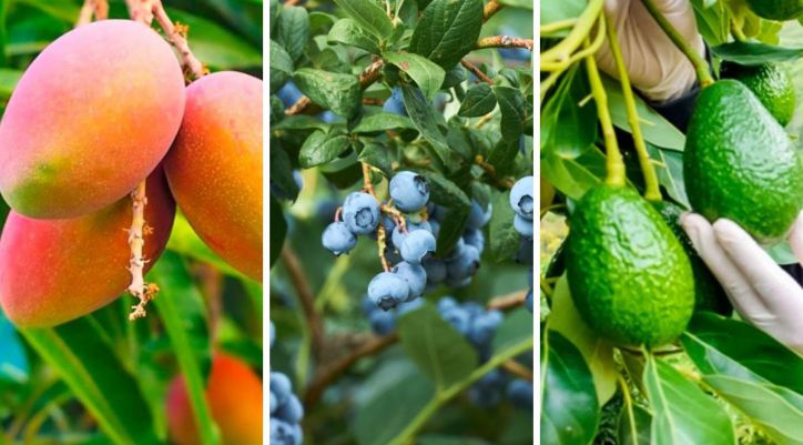 Agroexportaciones Peruanas: Crecimiento sólido pese a los desafíos del 2025