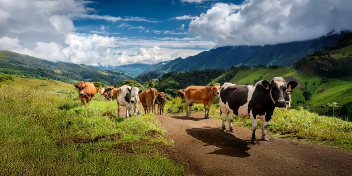 Lácteos colombianos: Subastas quincenales impulsan nueva era de comercialización rural