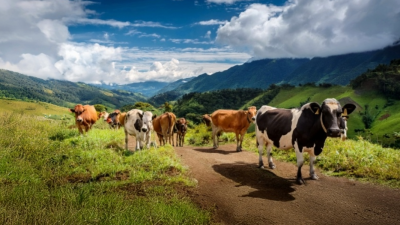 Lácteos colombianos: Subastas quincenales impulsan nueva era de comercialización rural