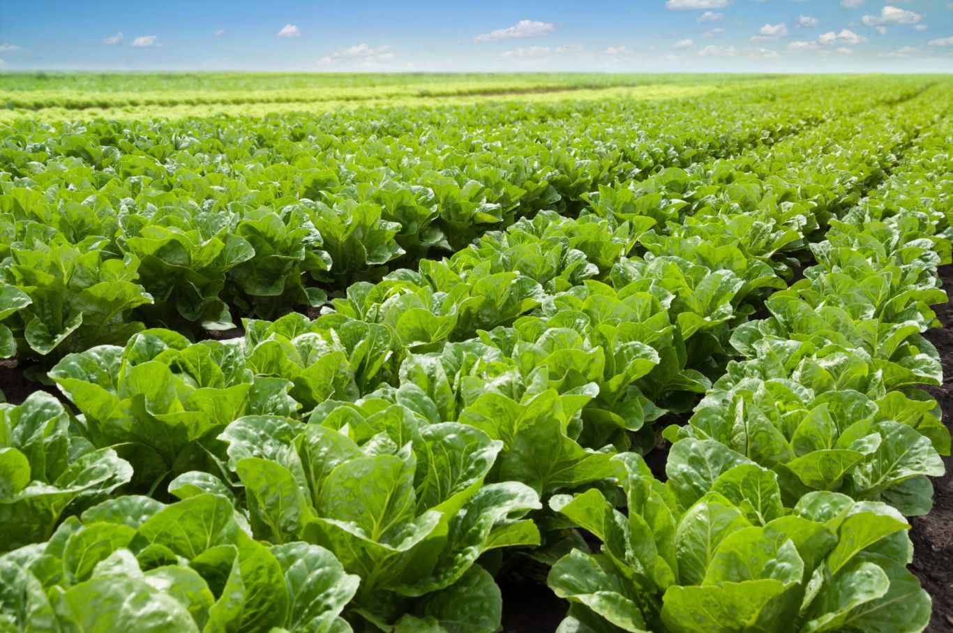 Semillas de lechuga en la mira: INIAF busca elevar estándares con nuevas variedades de alta calidad