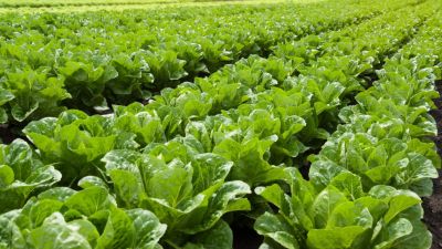 Probióticos avícolas impulsan el crecimiento de lechuga: ¿una revolución para la agricultura regional?