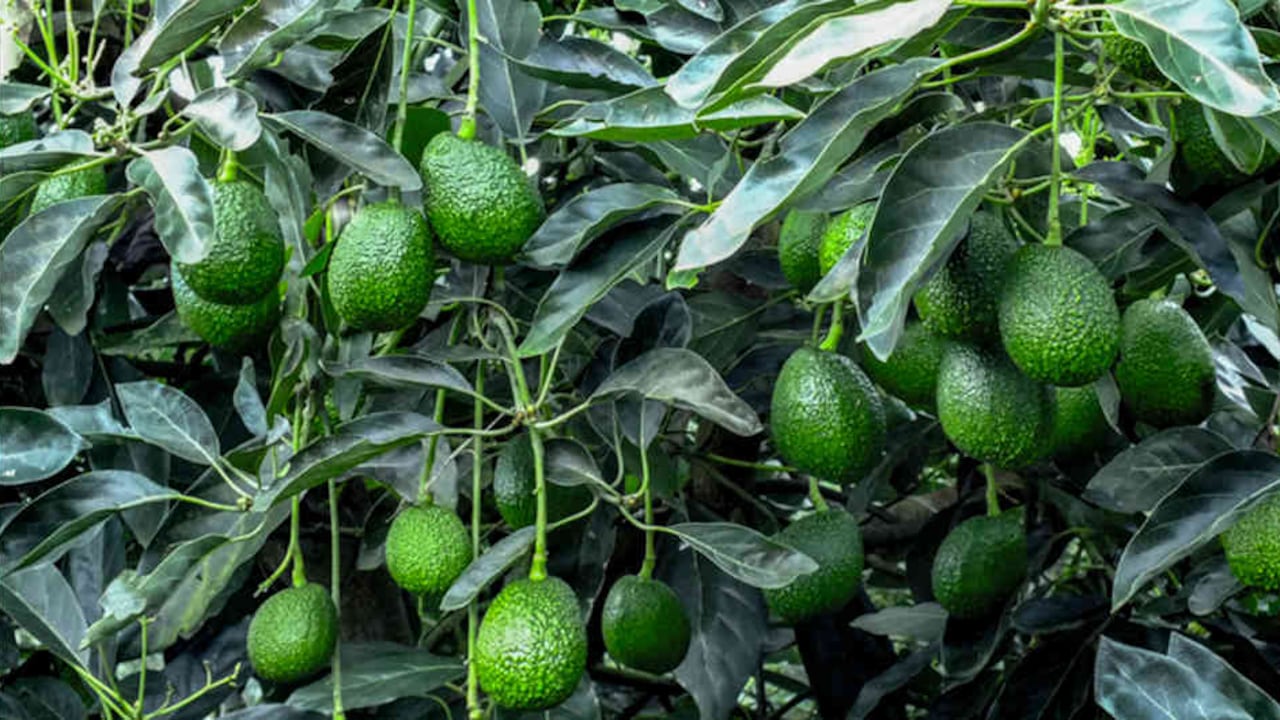 Exportación de aguacate Hass: Guatemala ajusta detalles clave para ingresar a EE.UU.
