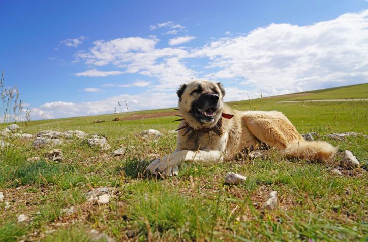 Shelter-Found Farm Dogs: Smart, Practical, and Ready for Work