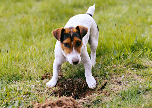 Shelter-Found Farm Dogs: Smart, Practical, and Ready for Work