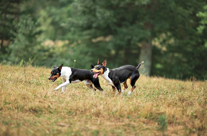 Shelter-Found Farm Dogs: Smart, Practical, and Ready for Work