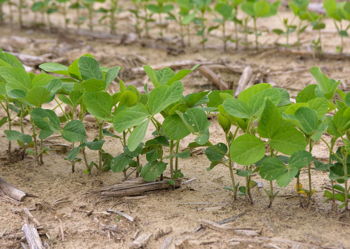 Crop Progress Update: USDA Data from June 15 Reveals Key Insights