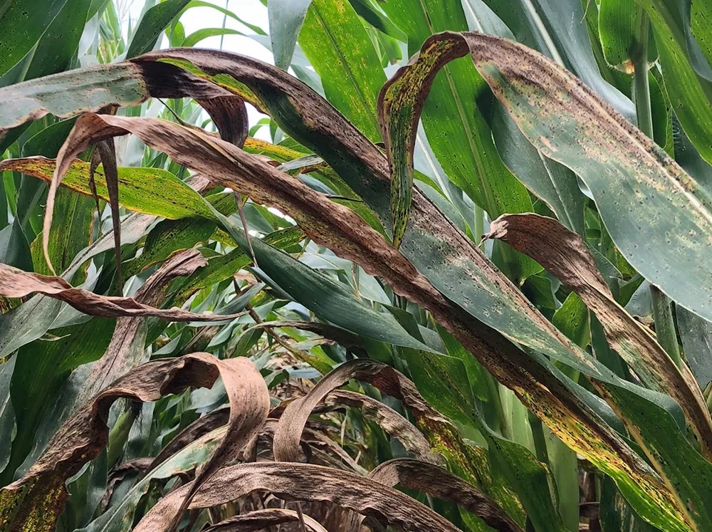 Corn Tar Spot Detected in Two Midwest States: What It Means Now