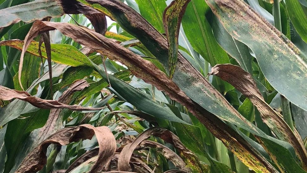 Corn Tar Spot Detected in Two Midwest States: What It Means Now