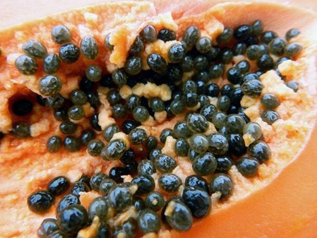 Semillas de Papaya: El Poder Oculto que Revoluciona el Agro y la Salud en América Latina