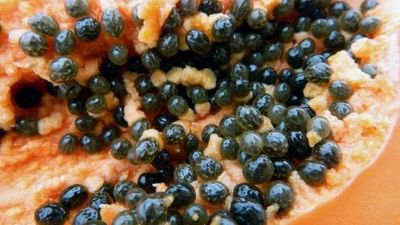 Semillas de Papaya: El Poder Oculto que Revoluciona el Agro y la Salud en América Latina