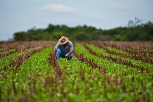 Crisis de Impagos Agropecuarios: El Riesgo Oculto que Acelera la Debacle Económica en Cuba