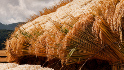 Precios del Arroz: Fedearroz Alerta por Siembras Excesivas y Riesgo de Crisis en 2025