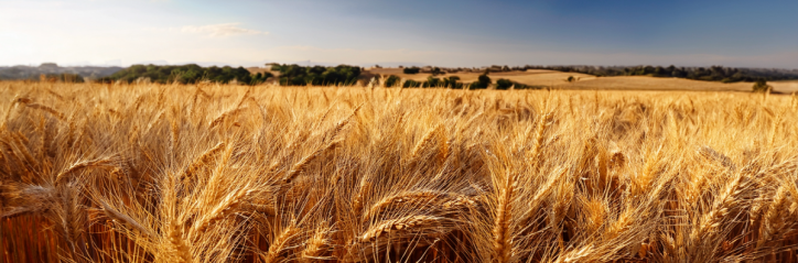 Exportaciones de trigo Paraguay: récord y crecimiento en 2025