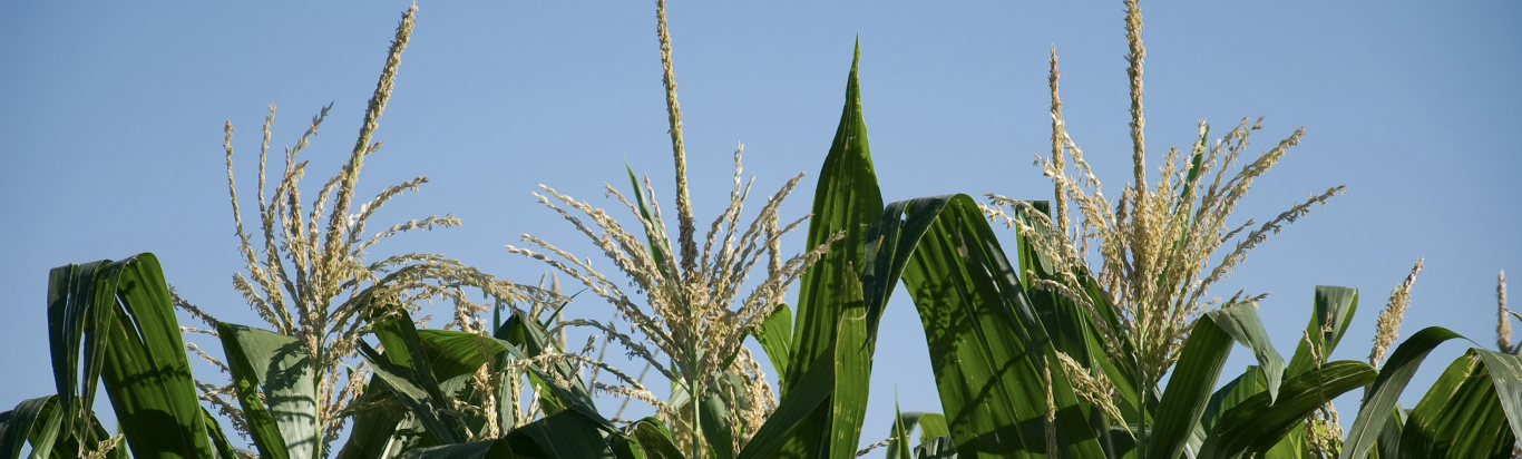 Zafra de maíz sigue afectada por baja producción