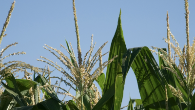 Zafra de maíz sigue afectada por baja producción