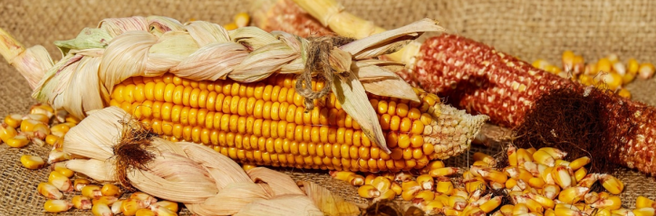 Zafra de maíz sigue afectada por baja producción