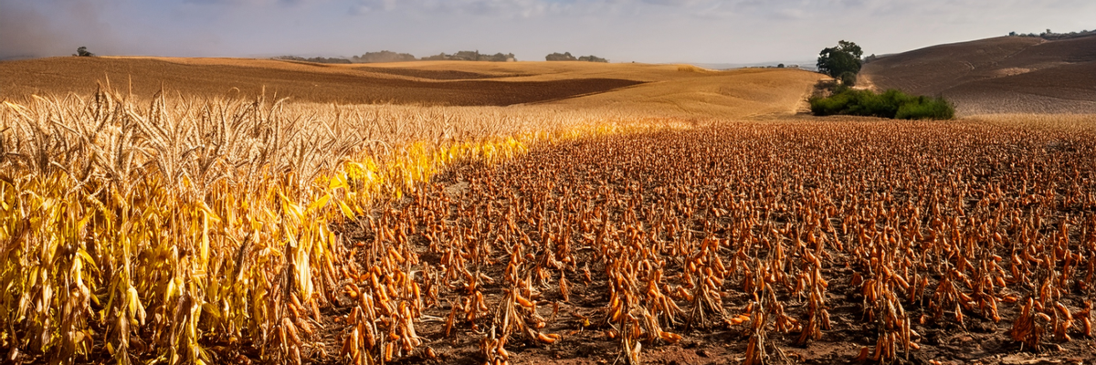 Sequía y altas temperaturas complican soja y maíz en Paraguay