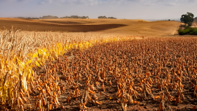 Sequía y altas temperaturas complican soja y maíz en Paraguay