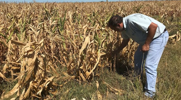 Sequía y altas temperaturas complican soja y maíz en Paraguay