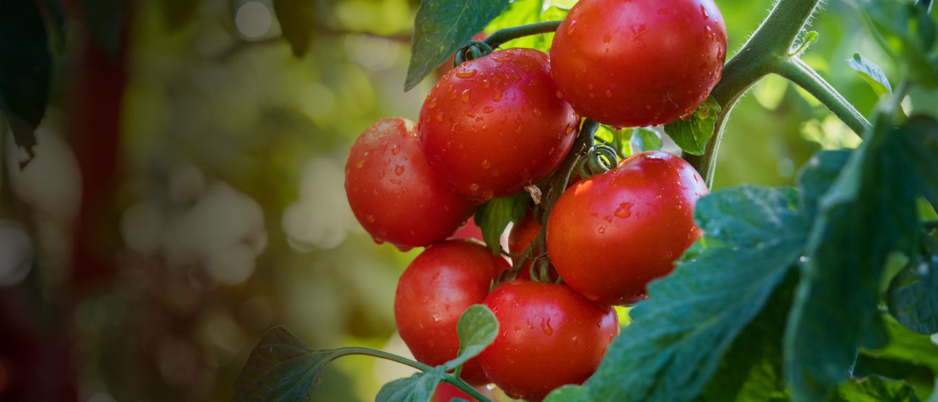 Tomate riñón: el MAG afina costos para mejorar la rentabilidad productiva en Ecuador
